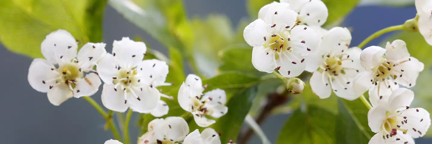 Weißdornblüten im Fokus