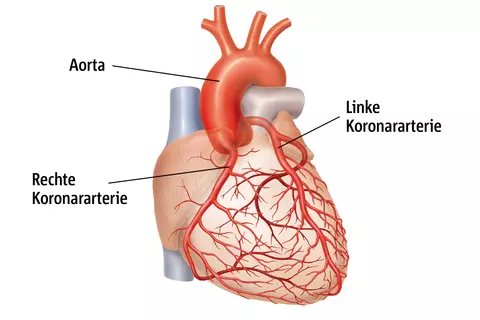 Illustration des menschlichen Herzens mit Beschriftungen der Aorta, rechten und linken Koronararterie.