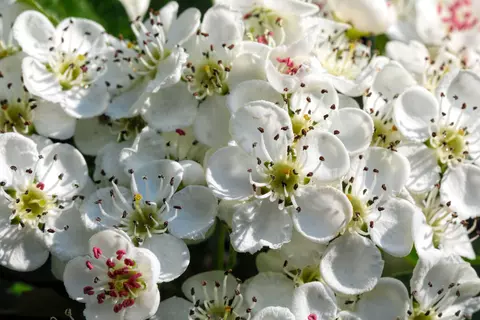 Weißdorn-Blüten.