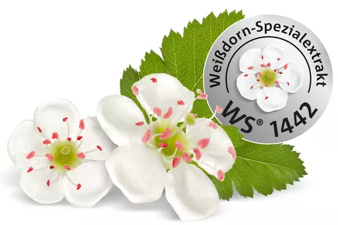 Weißdornblüte und WS® 1442 Siegel