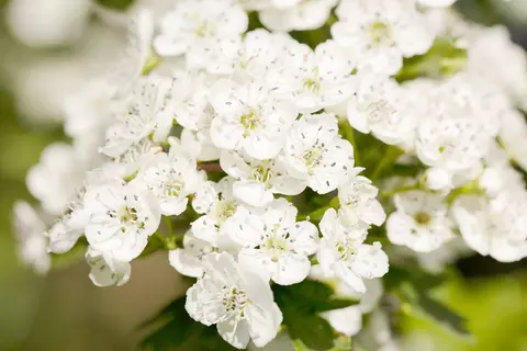 Weißdornblüten in der Natur