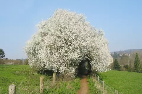 Weißdornstrauch in der Natur