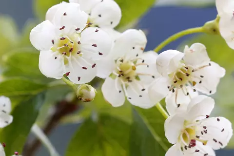 Weißdornblüten im Fokus