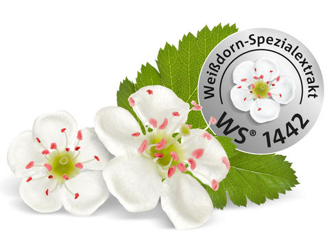 Weißdornblüte und WS® 1442 Siegel