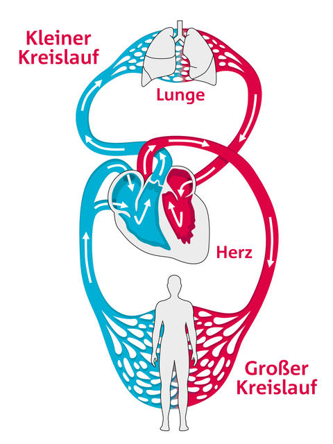 Herz-Kreislauf-System mit kleinem und großem Blutkreislauf
