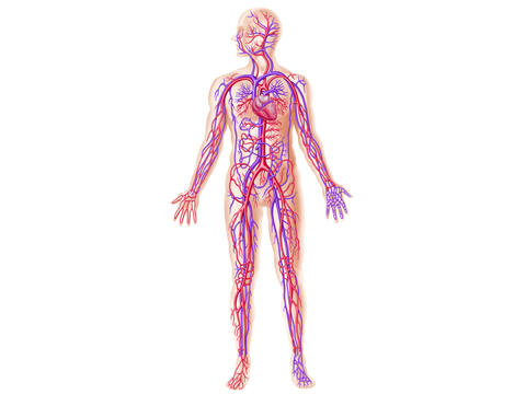 Darstellung Arterien und Venen im menschlichen Körper.